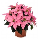 Пуансеттия розовая, d 15 h 30 см (kastd)