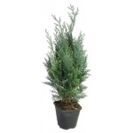 Кипарисовик в снегу в металлическом кашпо с декором, d 10 h 35 см (kastd)