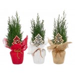 Кипарисовик со стикером в мешковине, d 9 h 32 см (kastd)