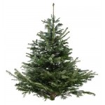 Пихта Нордмана Комфорт сруб, 175-200 см (kastd)