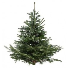 Пихта Нордмана Комфорт сруб, 175-200 см (kastd) в магазинах Ашан