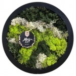 Мох стабилизированный Moss art в рамке (kastd)