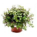 Каллизия ЕТК, d 12 см (kastd)