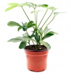 Шеффлера смесь ЕТК, d 12 см (kastd)