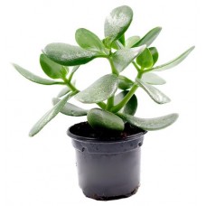 Крассула Толстянка ЕТК, d 9 см (kastd) в магазинах Ашан