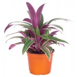 Традесканция Ситара, d 12 h 20 см (kastd)