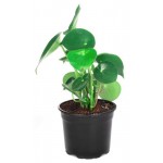 Пеперомия Рейндроп, d 12 h 20 см (kastd)