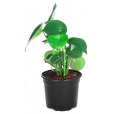 Пеперомия Рейндроп, d 12 h 20 см (kastd) в магазинах Ашан