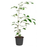 Фикус Тепличный комбинат Бенджамина, d 15 см (kastd) Фикус Тепличный комбинат Бенджамина, d 15 см (kastd)