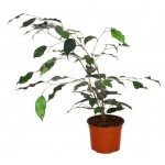Фикус Цветы московского Бенджамина Даниеле, d 12 (kastd) Фикус Цветы московского Бенджамина Даниеле, d 12 (kastd)