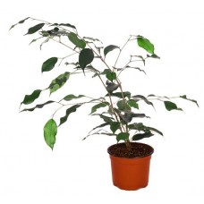 Фикус Цветы московского Бенджамина Даниеле, d 12 (kastd) в магазинах Ашан