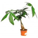 Пахира Fleur de Lis, d 12 h 40 см (kastd) Пахира Fleur de Lis, d 12 h 40 см (kastd)