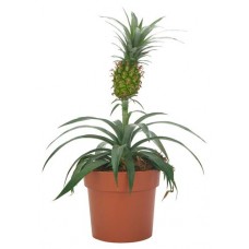 Ананас ЕИС Логистик Ми Амиго, d 12 h 40 см (kastd) в магазинах Ашан