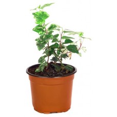 Плющ ЕТК смесь, d 12 h 20 см (kastd) в магазинах Ашан