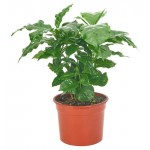 Кофе Арабика, d 12 h 25 см (kastd)