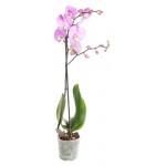Орхидея Флобас Фаленопсис, d 12 h 50-70 см (kastd)