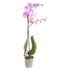 Орхидея Флобас Фаленопсис, d 12 h 50-70 см (kastd) в магазинах Ашан