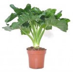 Филодендрон Тепличный комбинат, d 12 h 40 см (kastd)