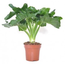 Филодендрон Тепличный комбинат, d 12 h 40 см (kastd) в магазинах Ашан