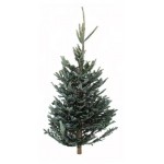 Пихта Фразера премиум сруб, 150-175 см (kastd)