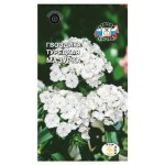 Семена Гвоздика СеДеК Мазурка Турецкая, 0,5 г (kastd)