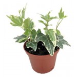 Хедера, d 15 h 35 см (kastd)