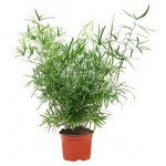 Аспарагус Серповидный, d 10 см (kastd)