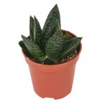 Гастерия Тига, d 5 h 10 см (kastd) Гастерия Тига, d 5 h 10 см (kastd)