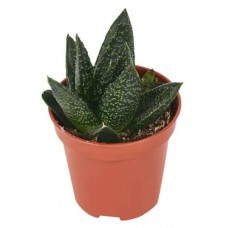 Гастерия Тига, d 5 h 10 см (kastd) в магазинах Ашан