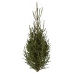 Ель срезанная сруб, 120-150 см (kastd)