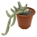 Хамацереус, d 5 h 10 см (kastd)