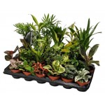 Зеленый микс, d 9 h 10 см (kastd)