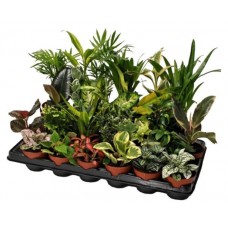 Зеленый микс, d 9 h 10 см (kastd) в магазинах Ашан