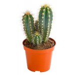 Пилозоцереус, d 8 h 15 см (kastd)