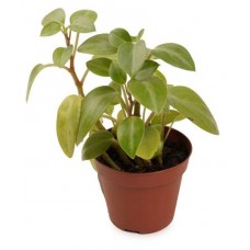 Пеперомия, d 7 см (kastd) в магазинах Ашан