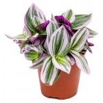 Традесканция, d 7 см (kastd)