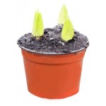 Гиацинт ЕТК 3 луковицы, d 12 см (kastd)