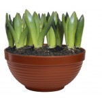 Гиацинт ЕТК смесь в кашпо 9 луковиц, d 30 см (kastd)