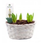 Гиацинт ЕТК в корзинке 3 луковицы, d 19 см (kastd)