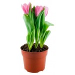 Тюльпан ЕТК смесь 3 луковицы, d 12 см (kastd)