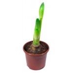 Амарилис ЕТК, d 13 см (kastd) Амарилис ЕТК, d 13 см (kastd)