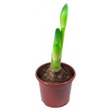 Амарилис ЕТК, d 13 см (kastd) в магазинах Ашан