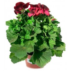Пеларгония королевская ЕТК смесь, d 12 см (kastd) в магазинах Ашан