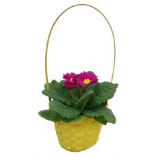 Примула ЕТК в корзинке d 13 см, 1 шт (kastd) в магазинах Ашан