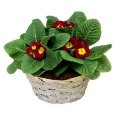 Примулы ЕТК в плетеном кашпо d 19 см, 1 шт (kastd) в магазинах Ашан