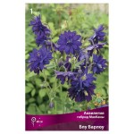 Аквилегия Поиск микс в капере, 1 шт (kastd) Аквилегия Поиск микс в капере, 1 шт (kastd)