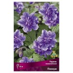 Герань Поиск микс в капере, 1 шт (kastd)