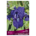 Ирис карликовый Поиск микс в капере, 1 шт (kastd)