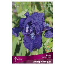 Ирис карликовый Поиск микс в капере, 1 шт (kastd) в магазинах Ашан