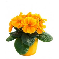 Примула ЕТК, d 10 см (kastd) в магазинах Ашан